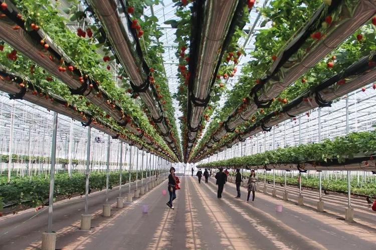 空中草莓栽培技术"系公司自主研发自动化生产系统,实现农业工业化转型