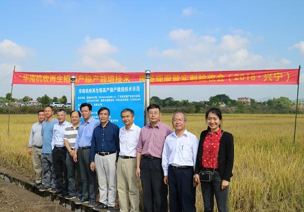 研发的"华南机收再生稻高产稳产栽培技术"亩产超400公斤-广东省农业