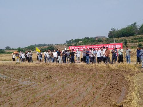四川省农业科学院_国家重点研发计划课题水稻现代生产技术观摩会在