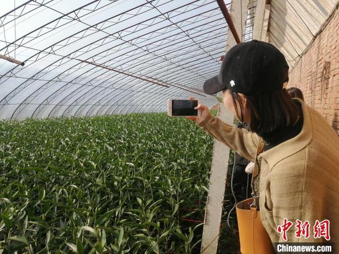 辽宁凌源加快打造东北地区最强设施优质农产品生产基地